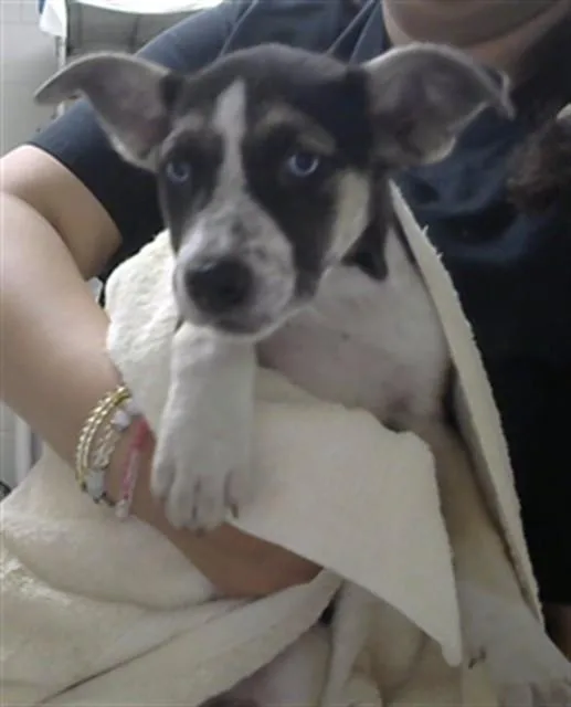 A baby small-sized female Siberian Husky dog named A for adoption in Pasadena, TX