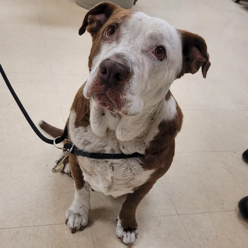 A senior large-sized female Yellow / Tan / Blond / Fawn Mixed Breed dog named Honey for adoption in Lake Panasoffkee, FL