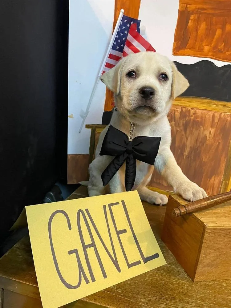 Gavel thumbnail 2