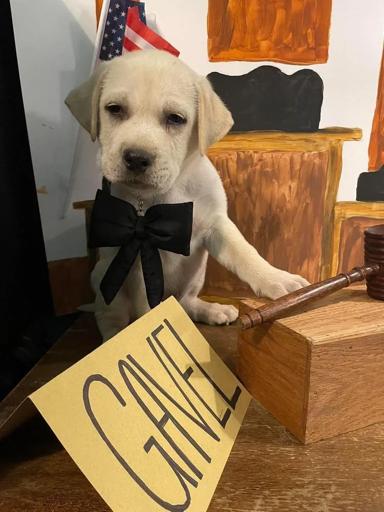 Gavel thumbnail 3