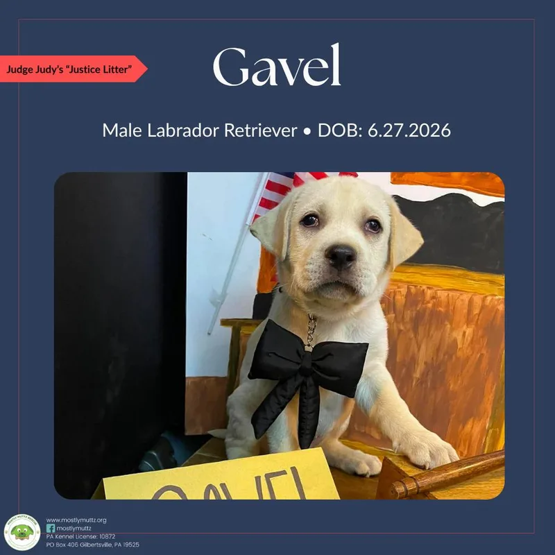 Gavel thumbnail 4