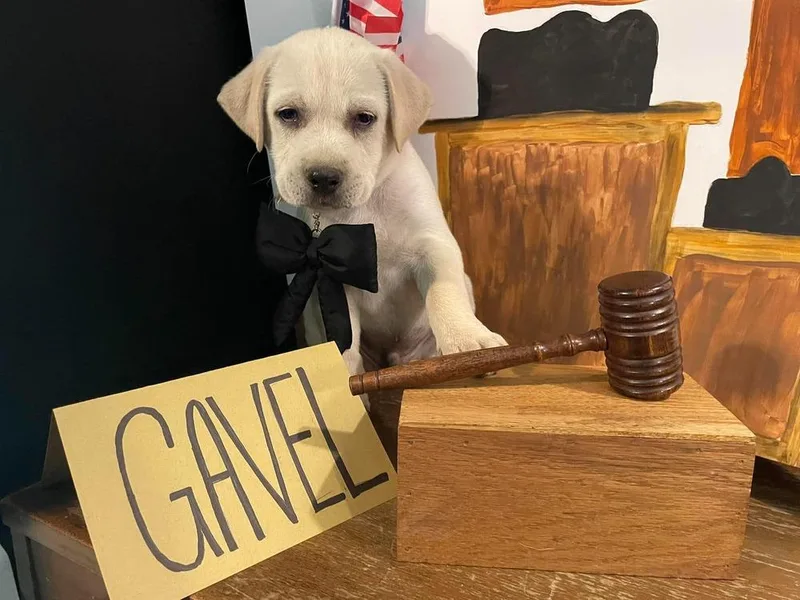 Gavel thumbnail 6