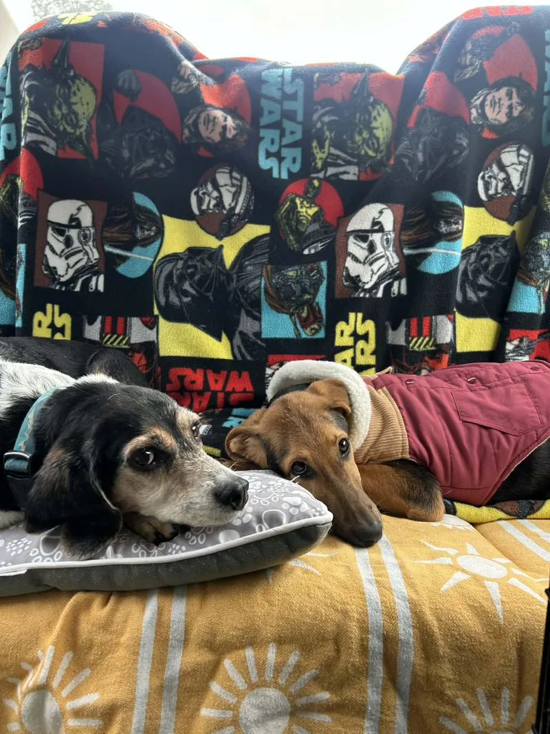 Padme Amidala thumbnail 3