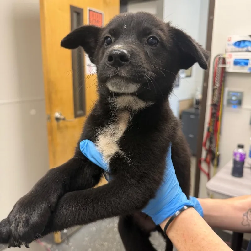 A baby medium-sized male Black Mixed Breed dog named Chase for adoption in Columbiana, AL