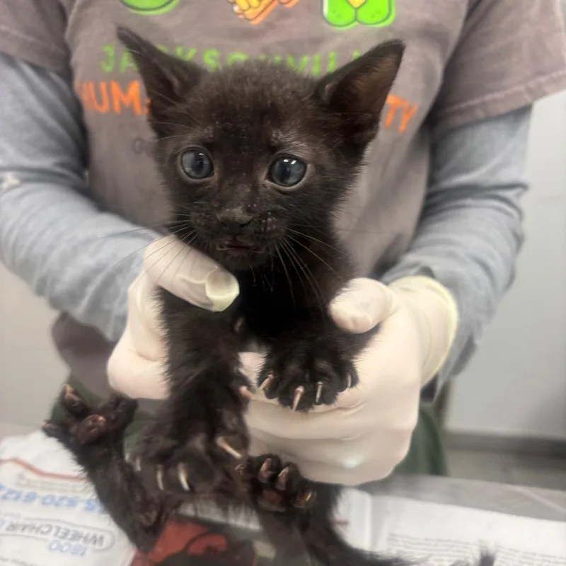 A baby small-sized male Black Domestic Short Hair cat named Spunk for adoption in Jacksonville, FL