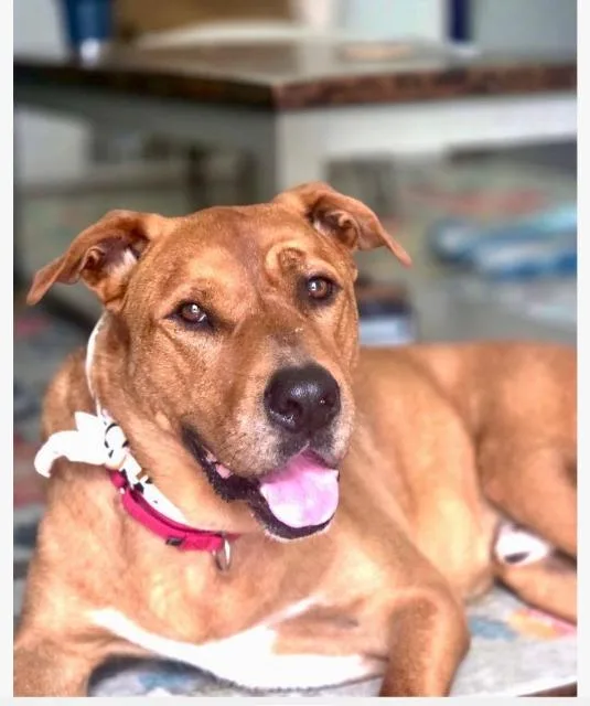 An adult large-sized male Black Mouth Cur dog named Red for adoption in Princeton, MA