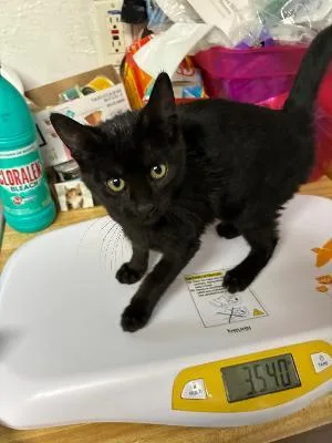 A baby medium-sized female Black Domestic Short Hair cat named Nebula for adoption in Mokena, IL