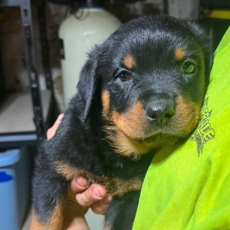 A baby large-sized male Black Rottweiler dog named Travis for adoption in DeKalb, IL