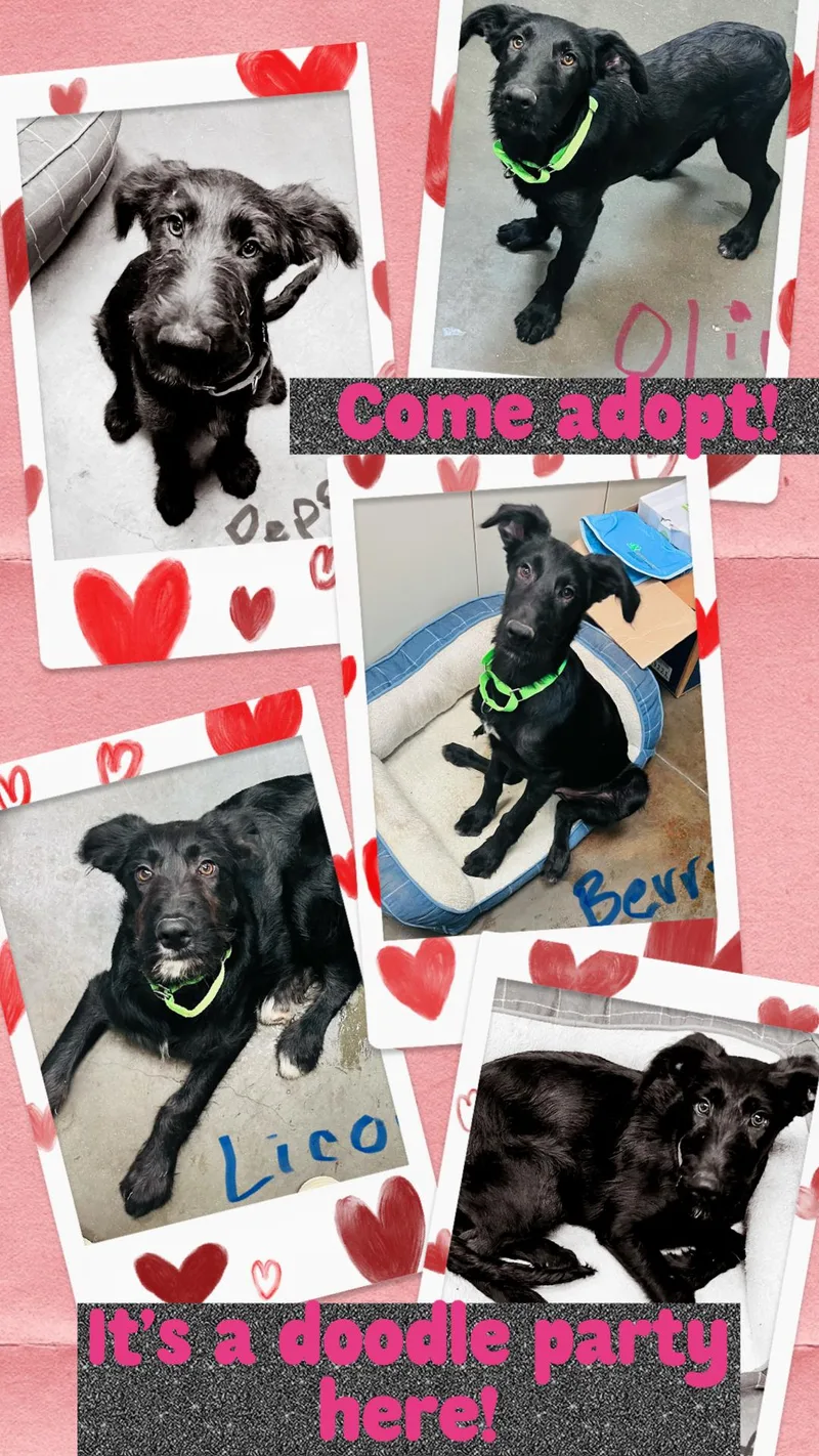 A young large-sized male Black Standard Poodle dog named Doodles for adoption in Council Bluffs, IA