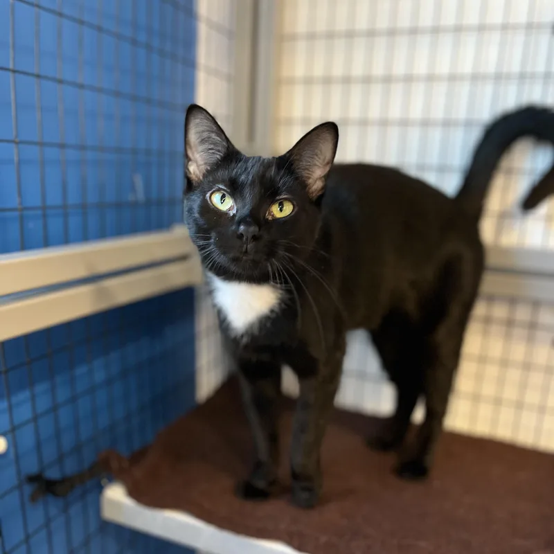 A young medium-sized female Black & White / Tuxedo American Shorthair cat named Lilith for adoption in Hull, MA