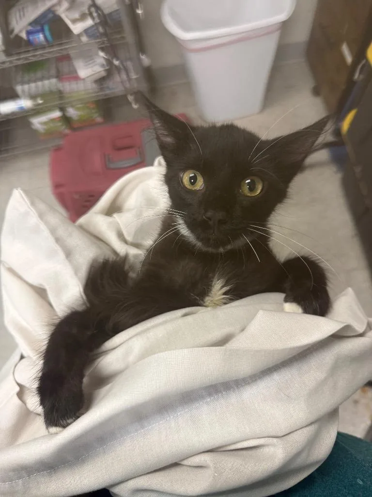 A baby medium-sized female Domestic Short Hair cat named Katrina for adoption in Sorrento, LA