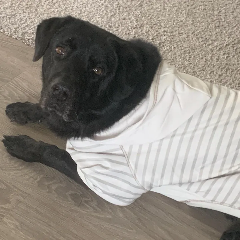 An adult large-sized male Black Labrador Retriever dog named Aiden for adoption in Tarzana, CA