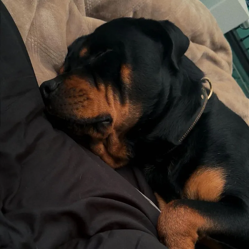 A senior small-sized male Rottweiler dog named Jax Home to for adoption in South Elgin, IL