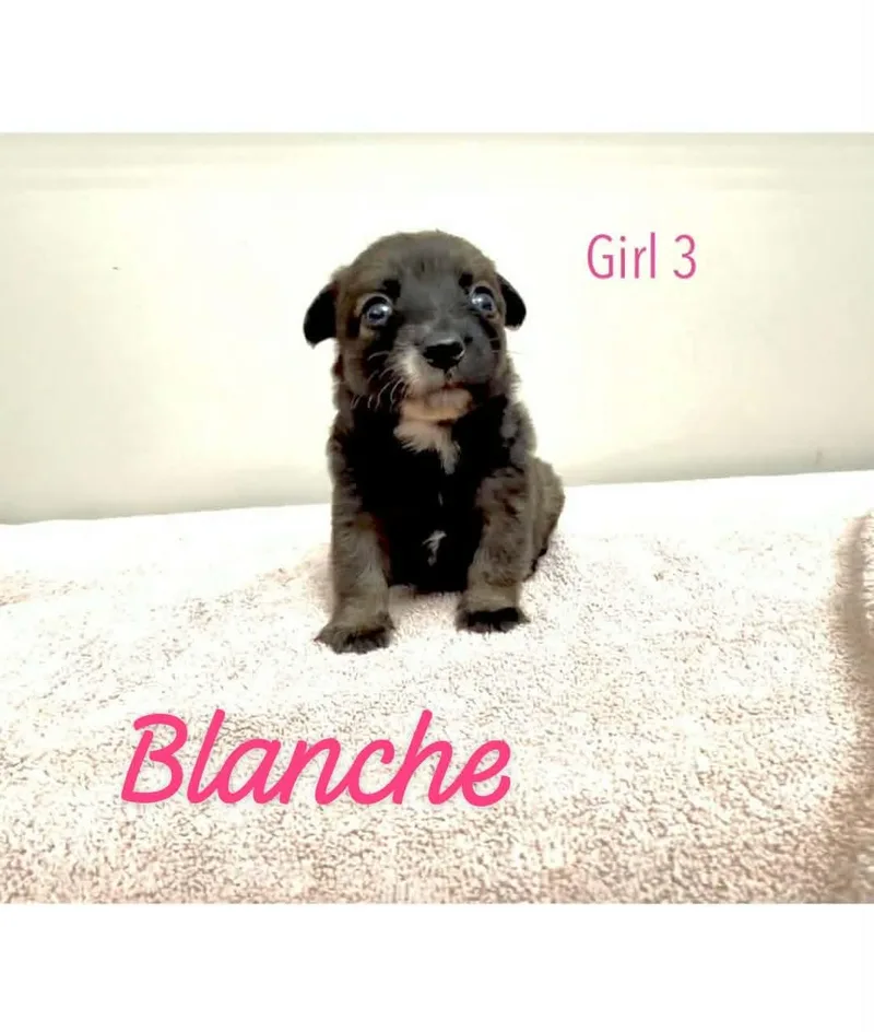 Blanche thumbnail 2