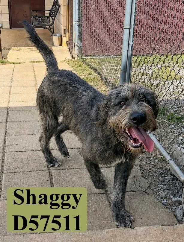 An adult medium-sized male English Shepherd dog named Shaggy for adoption in Clarksville, TN