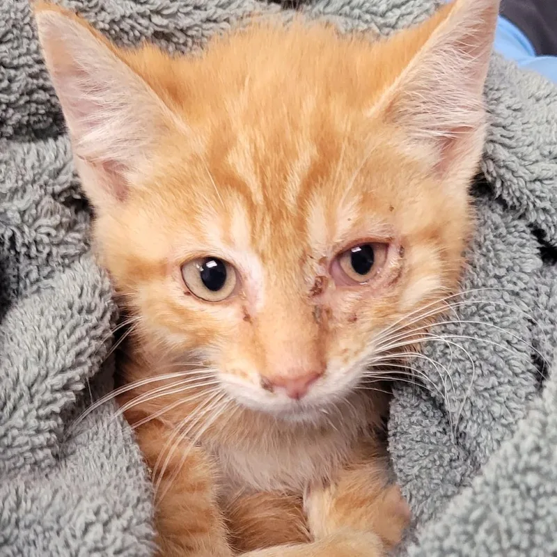 A baby small-sized male Orange / Red Domestic Short Hair cat named Shadow for adoption in Newark, NJ