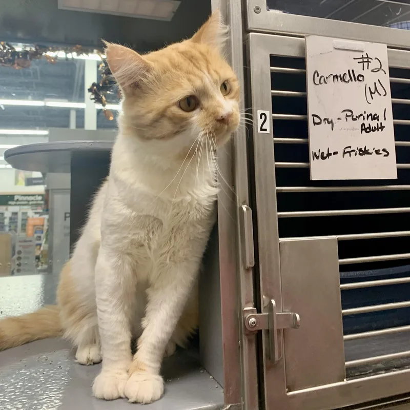 A young large-sized male Orange & White Domestic Short Hair cat named Carmelo for adoption in Richmond, VA