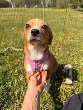 Sugar Baby thumbnail 2