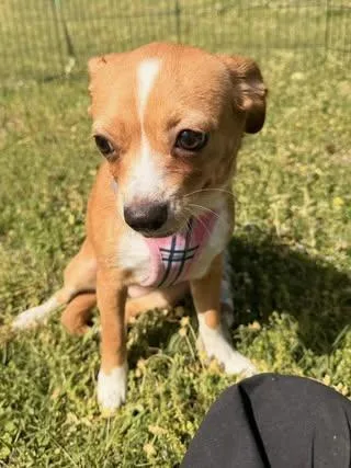 Sugar Baby thumbnail 3