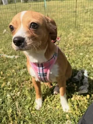 Sugar Baby thumbnail 4