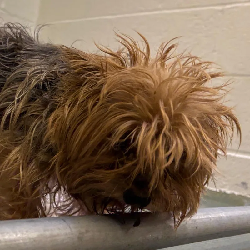 A senior small-sized female Yellow / Tan / Blond / Fawn Yorkshire Terrier dog named Princess for adoption in Birdsboro, PA