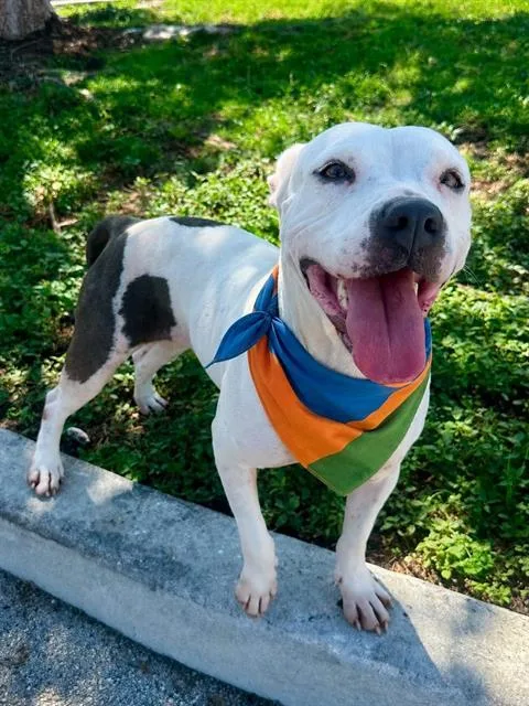 An adult medium-sized female Terrier dog named Ivy for adoption in Miami, FL