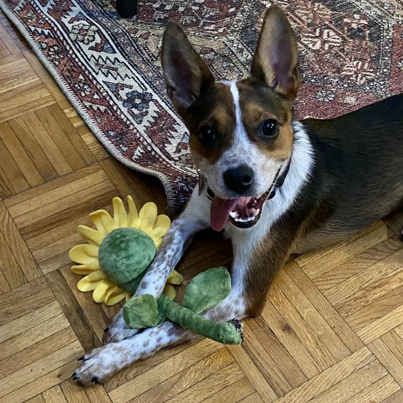 A young small-sized female Cattle Dog dog named Tinker for adoption in Detroit, MI