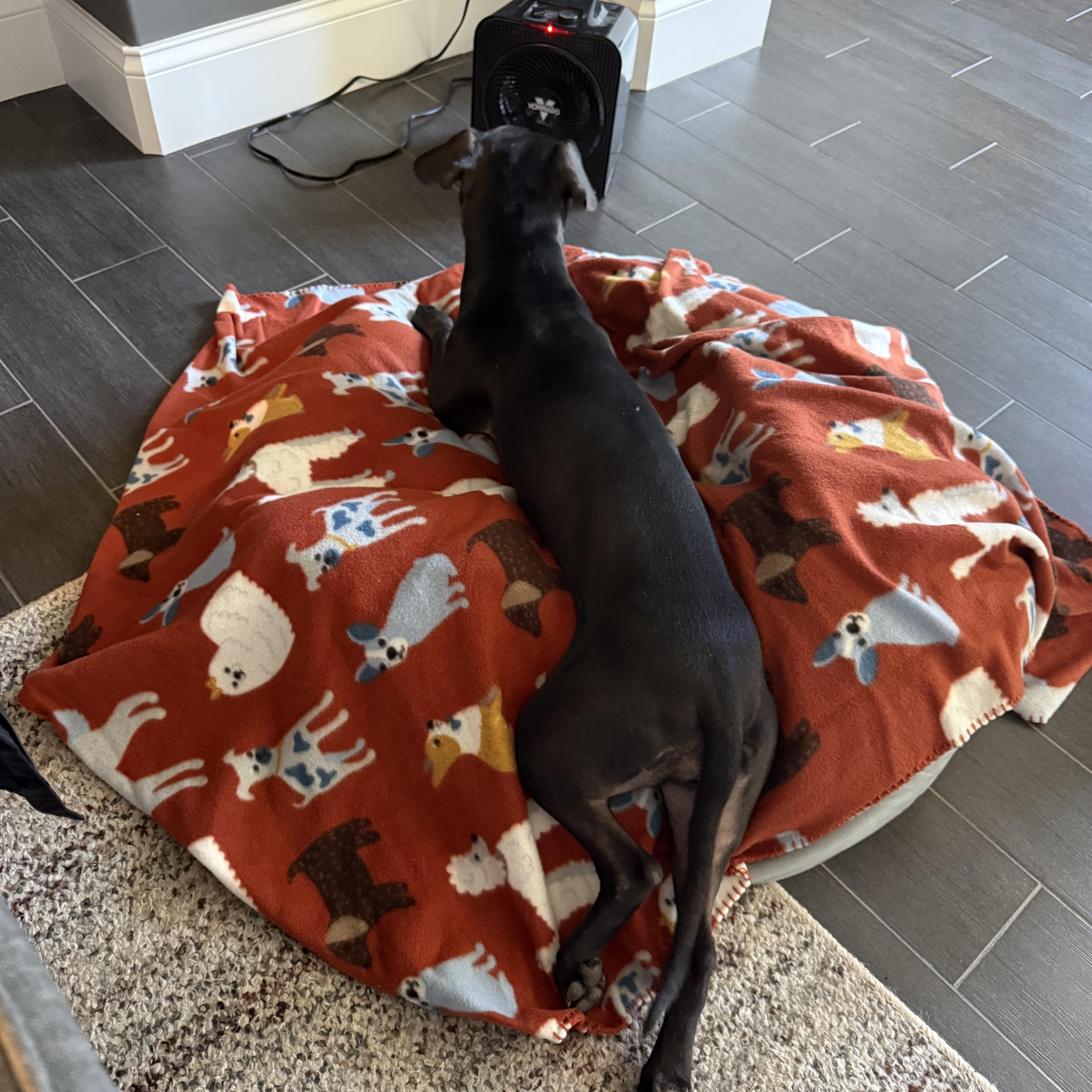 An adult small-sized female Black American Staffordshire Terrier dog named Maggie for adoption in Kansas City, MO