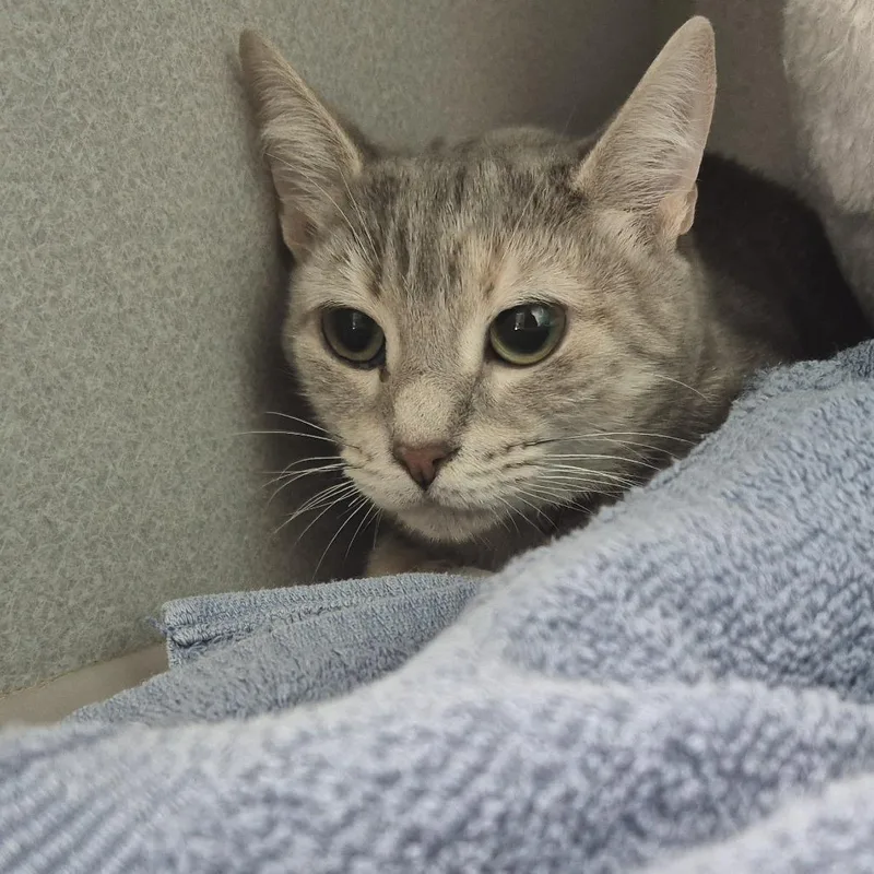 An adult medium-sized female Gray / Blue / Silver Domestic Short Hair cat named Miss for adoption in Newark, NJ