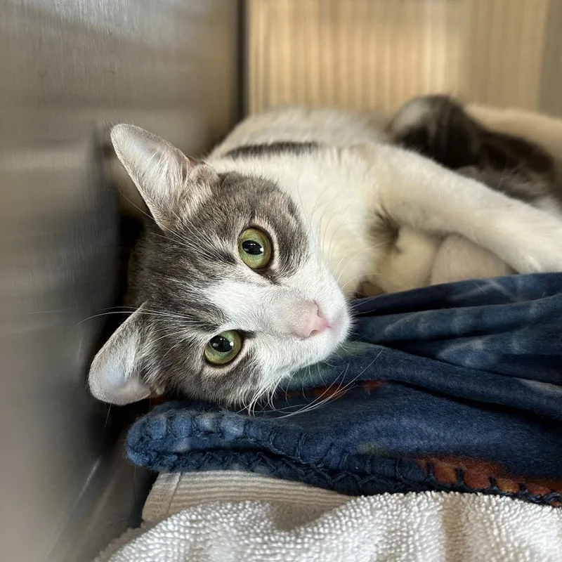 An adult medium-sized female Gray / Blue / Silver Domestic Short Hair cat named Mozzarella for adoption in Hinsdale, IL