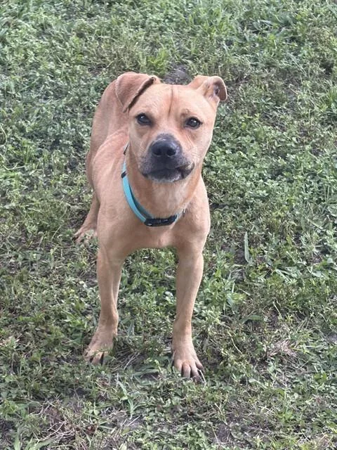 An adult small-sized male American Staffordshire Terrier dog named Porky for adoption in Fort Lauderdale, FL