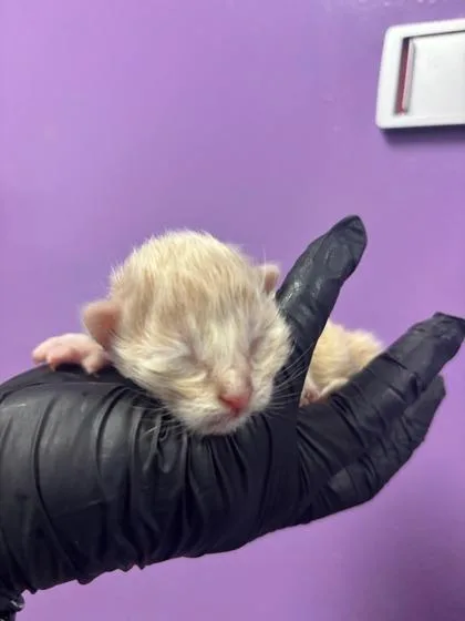 A baby small-sized male Orange / Red Domestic Short Hair cat named 60658894 for adoption in El Paso, TX