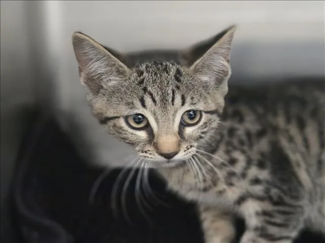 A baby small-sized female Domestic Short Hair cat named Meowna Lisa for adoption in Los Angeles, CA