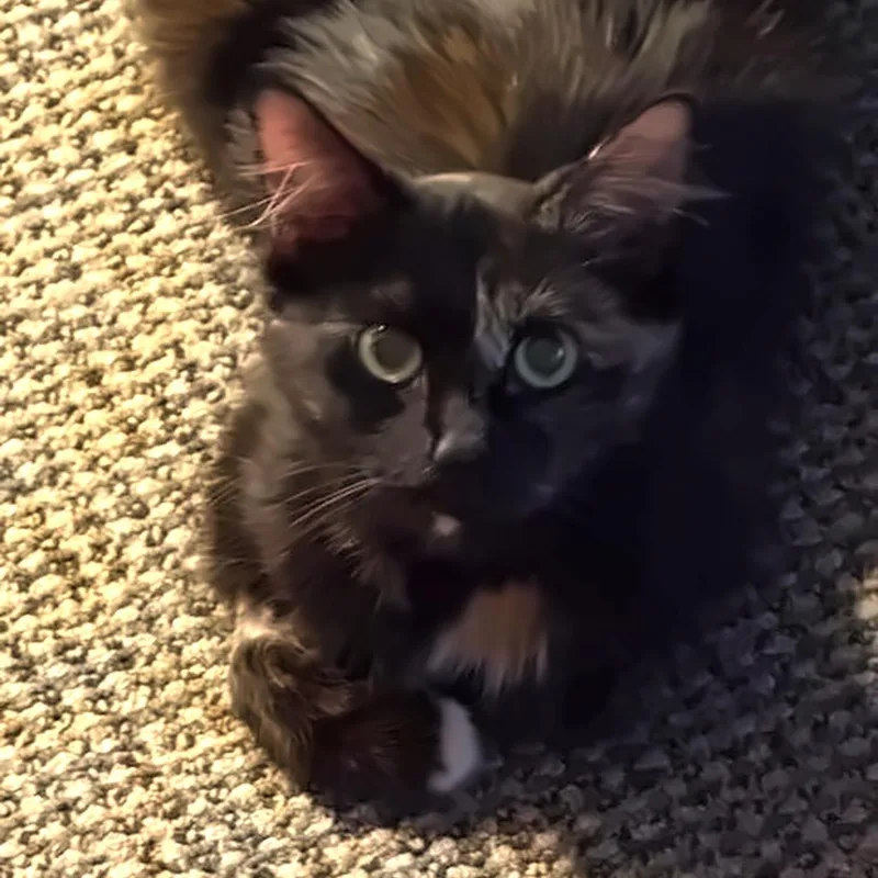 An adult medium-sized female Domestic Short Hair cat named Janis Joplin for adoption in Los Angeles, CA