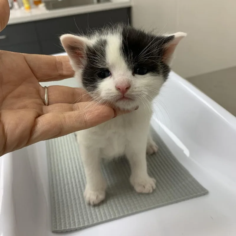 A baby small-sized male Black Domestic Short Hair cat named Never Ending Breadsticks for adoption in Morganton, NC