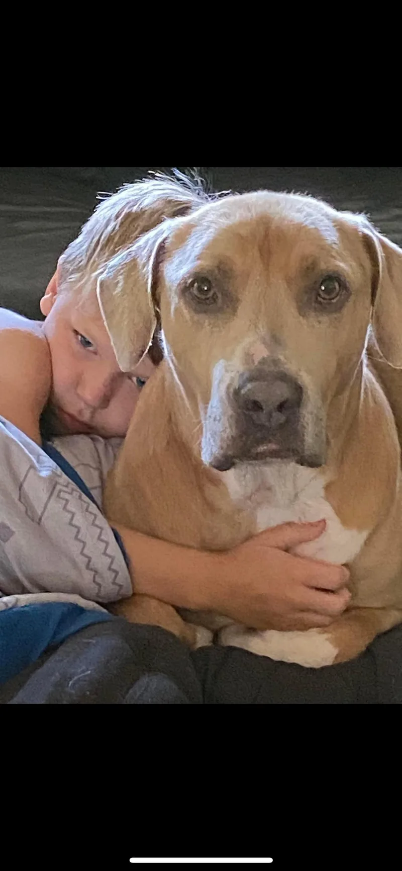 An adult large-sized male Apricot / Beige Hound dog named Timber for adoption in Sanford, NC