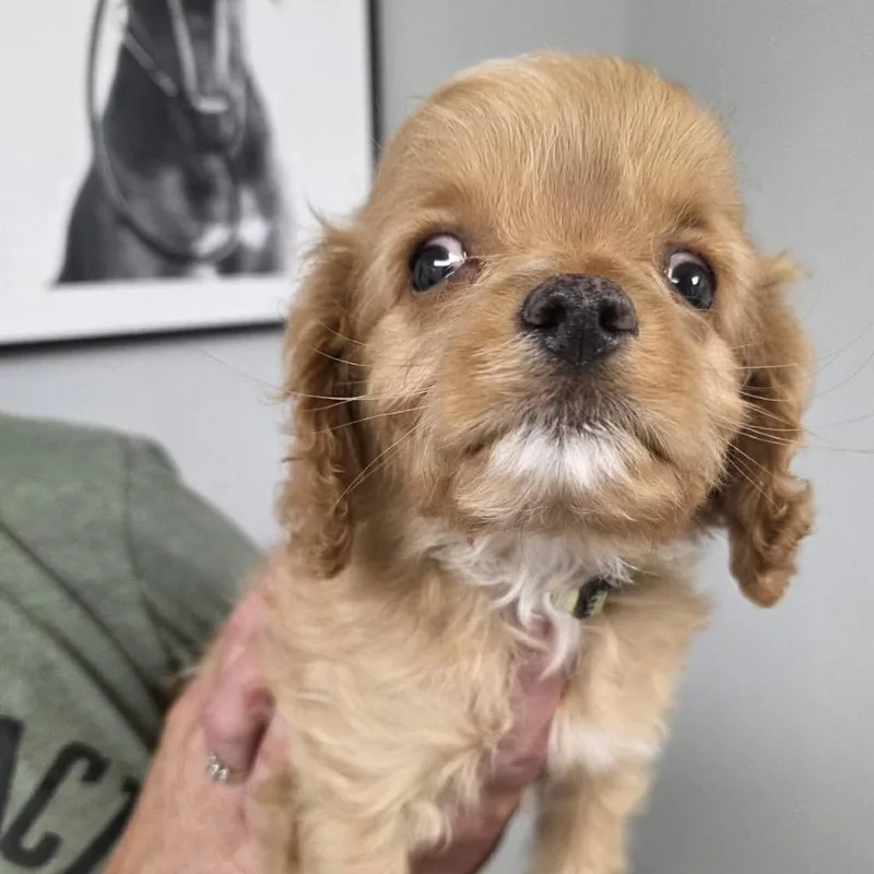 A baby small-sized male Yellow / Tan / Blond / Fawn Cavalier King Charles Spaniel dog named Einstein for adoption in Sinking Spring, PA