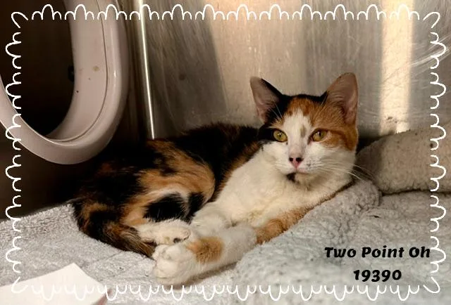 A young large-sized female Calico Domestic Short Hair cat named Two Point Oh for adoption in Marietta, GA