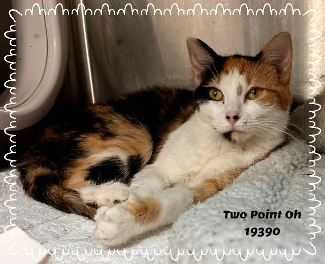 Two Point Oh thumbnail 2