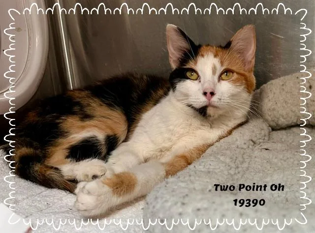 Two Point Oh thumbnail 3