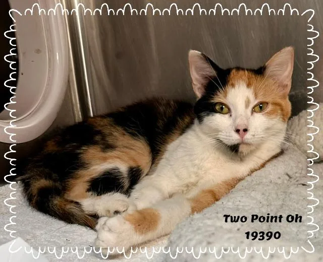 Two Point Oh thumbnail 4