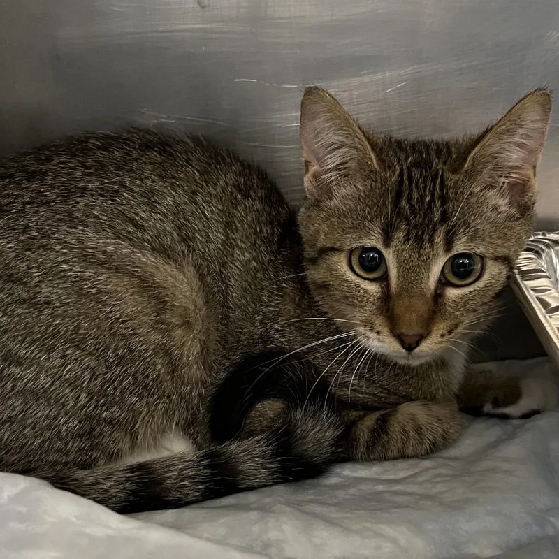 A baby small-sized female Brown / Chocolate Domestic Short Hair cat named Twinkie for adoption in West Palm Beach, FL
