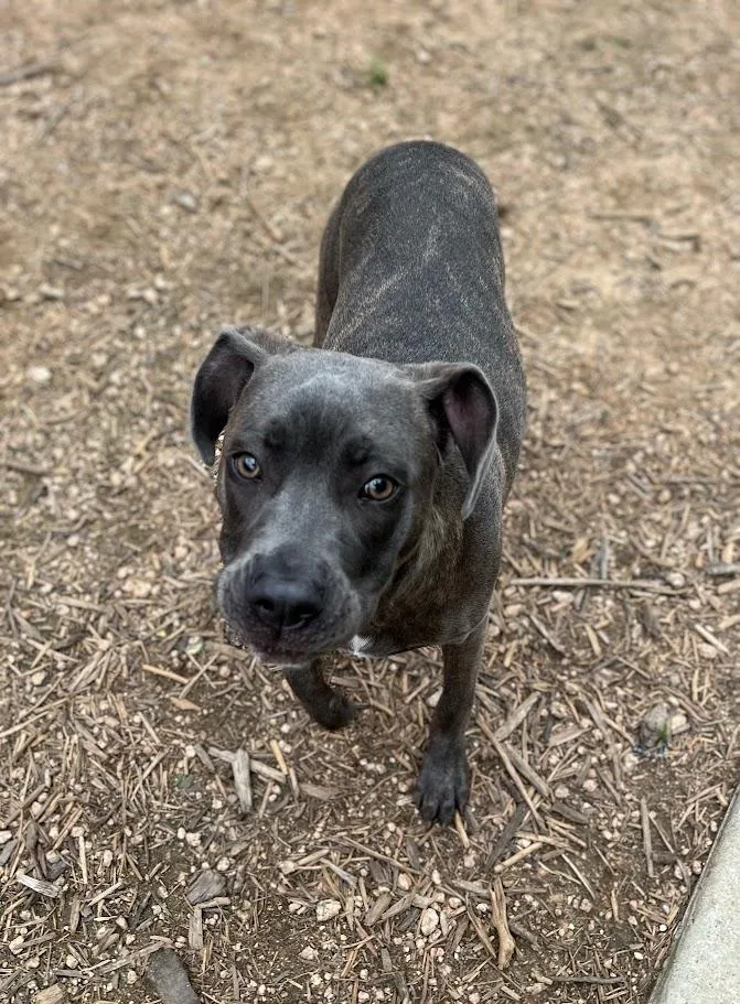 An adult medium-sized female Pit Bull Terrier dog named Rosie A for adoption in Plano, TX