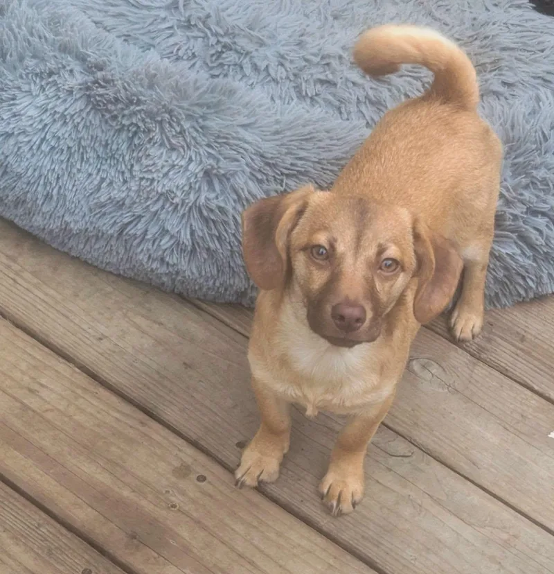 A baby small-sized female Bicolor Dachshund dog named Cagney for adoption in Oakland, CA