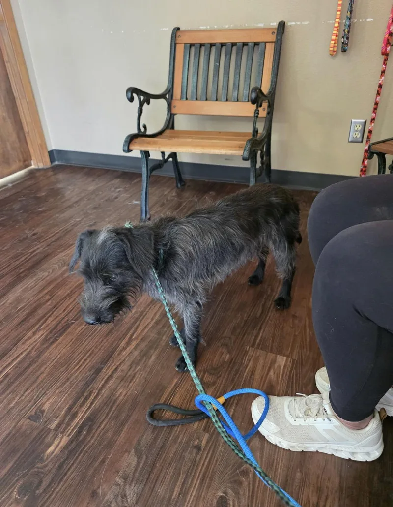 An adult small-sized male Gray / Blue / Silver Schnauzer dog named Teddy for adoption in Uxbridge, MA
