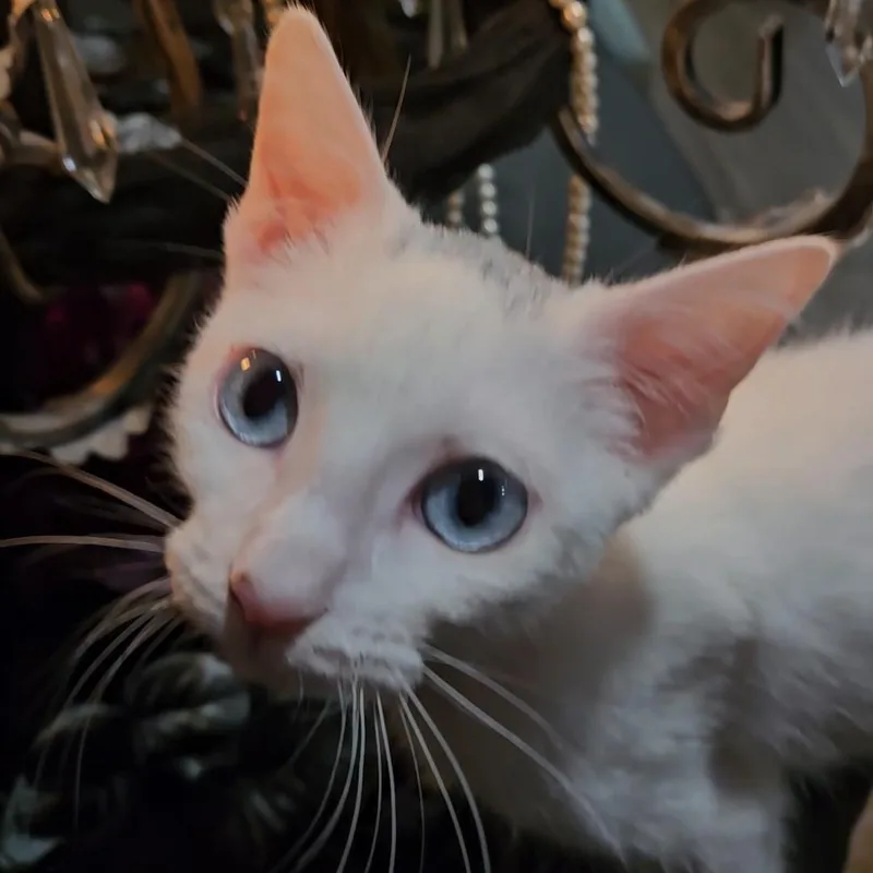 A baby medium-sized female Domestic Short Hair cat named Yuki and Mavis Bonded for adoption in Pottsboro, TX