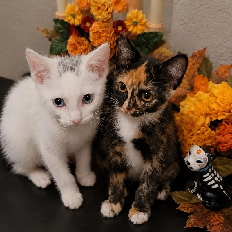 Yuki and Mavis Bonded thumbnail 3