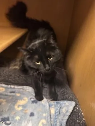 An adult small-sized male Domestic Short Hair cat named Gojo for adoption in Phoenix, AZ