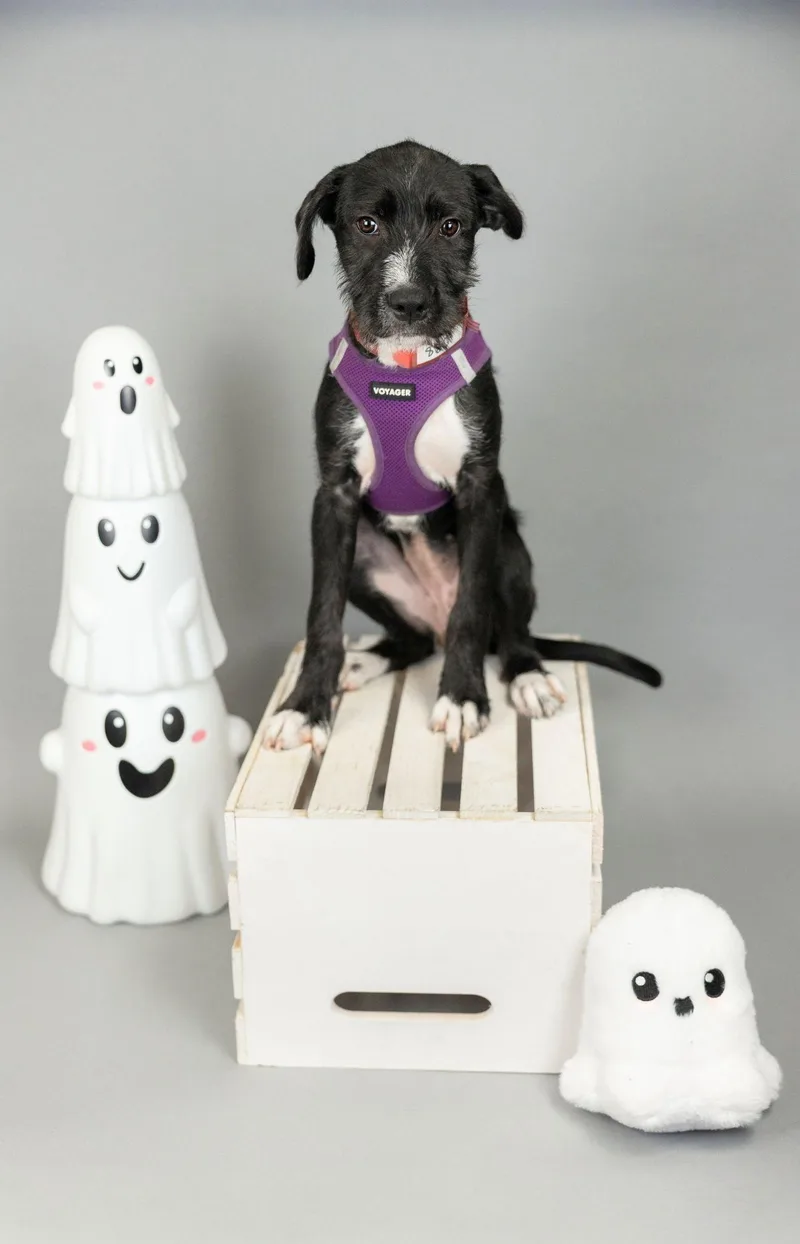 A baby medium-sized female Terrier dog named 860-26 for adoption in Brighton, CO