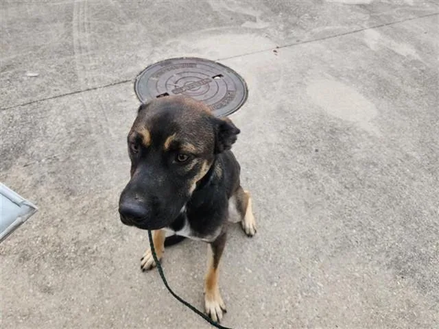 A young medium-sized male German Shepherd Dog dog named Cricket for adoption in Houston, TX